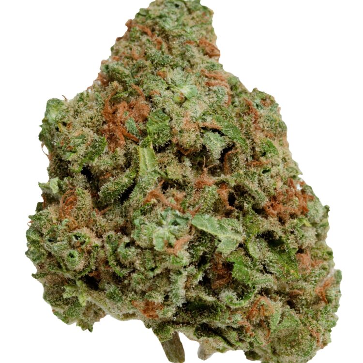 BLUEBERRY SEAGAL
