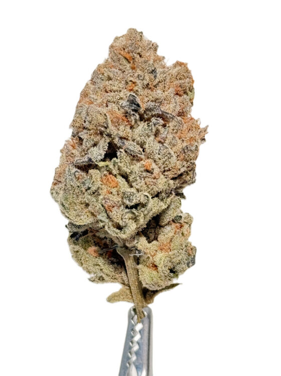 HIPPIE DIESEL LTO