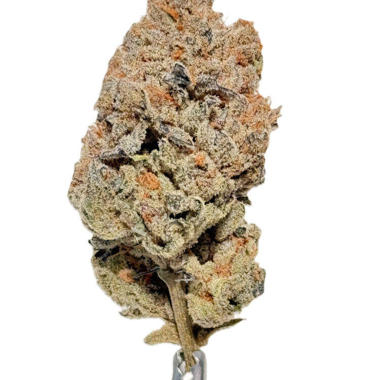 HIPPIE DIESEL LTO