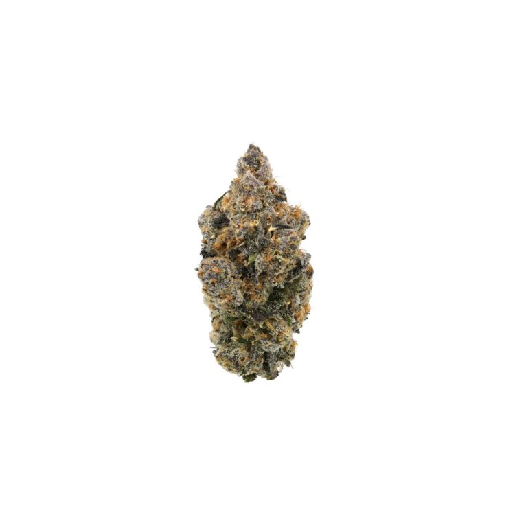 TROPICAL SKUNK